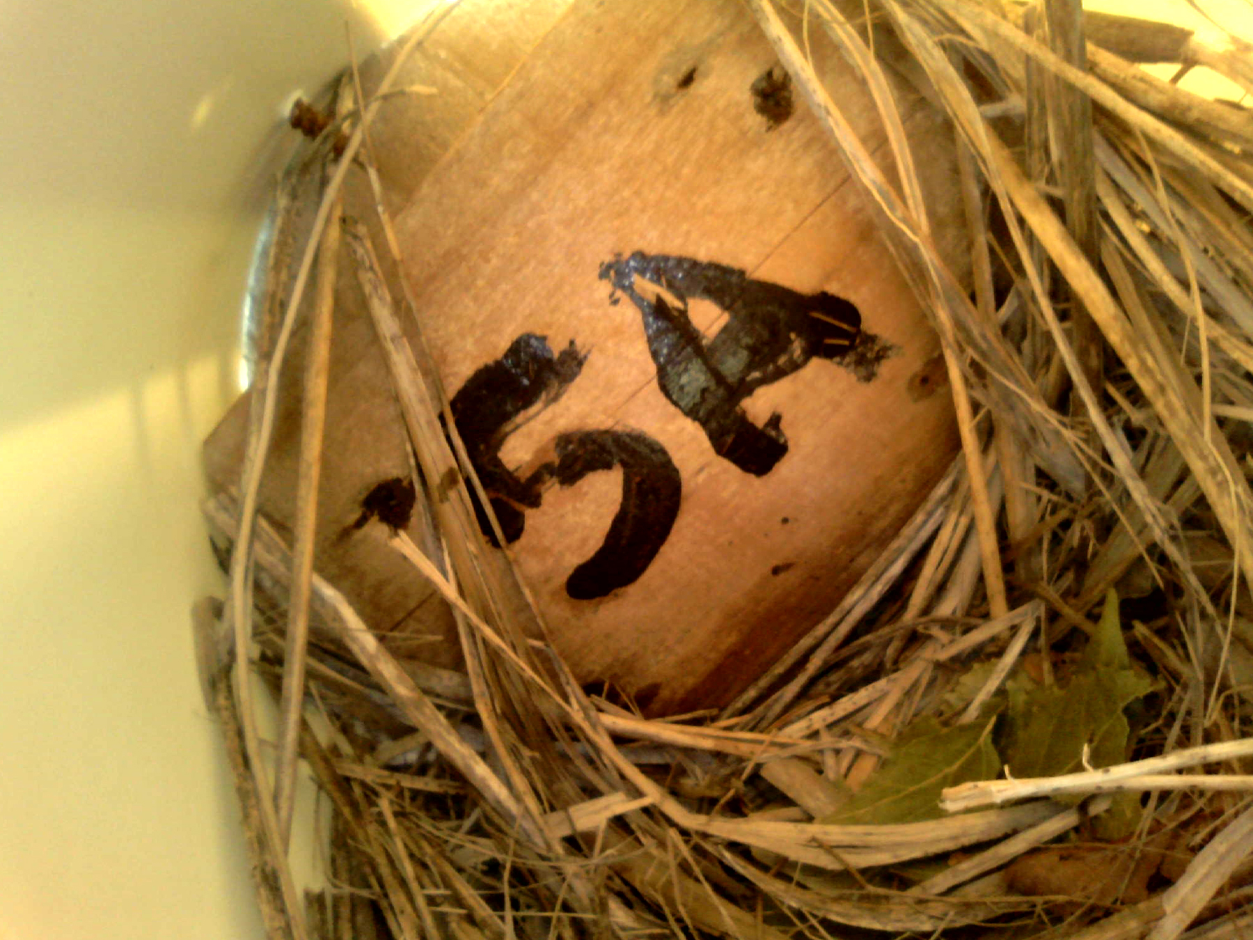 OPAS 5A